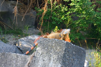 臺灣爬行類保育協會 徐偉傑提供